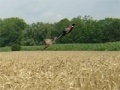 Hry Pheasant Hunting