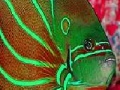 Hry Flat fluorescent fish slide puzzle