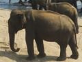 Hry Elephants Bathing