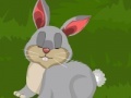 Hry Dora Rabbit Care
