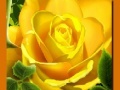 Hry Yellow Roses