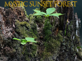 Hry Mystic sunset forest