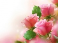 Hry Pink Roses