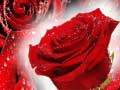Hry Red Roses