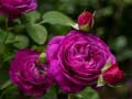 Hry Purple Roses