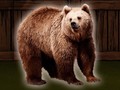 Hry Save The Grizzly Bear