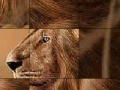 Hry Big brave lion slide puzzle