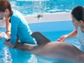 Hry Dolphin Tale. Hidden Numbers