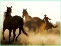 Hry Cowboy Horses Sliding