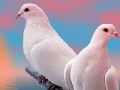 Hry Lovely white doves slide puzzle