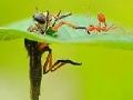 Hry Little ant and leaf slide puzzle