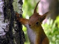 Hry Cute squirrels slide puzzle