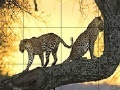 Hry Big wild cats slide puzzle