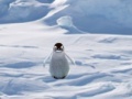 Hry Cannibal Penguin