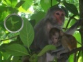 Hry Hidden Animals: Baby Monkeys