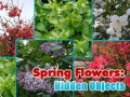 Hry Spring Flowers: Hidden Objects
