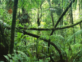 Hry Jigsaw puzzle: Rainforest