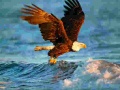 Hry Animals Jigsaw Puzzle Eagle