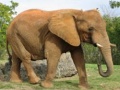 Hry Animals Jigsaw Puzzle - Elephants