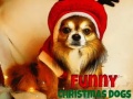 Hry Funny Christmas Dogs