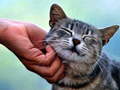 Hry Tickling Cat