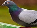 Hry Pigeon Jigsaw Puzzle