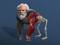 Hry Idle Evolution From Cell To Human