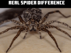 Hry Real Spider Difference