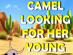 Hry Camel Looking For Her Young