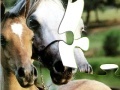 Hry Horses Puzzle