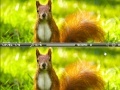 Hry Squirrel difference