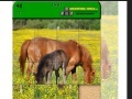 Hry Horse Puzzle