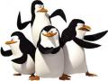 Hry Penguins of Madagascar. Penguins of Madagascar hře